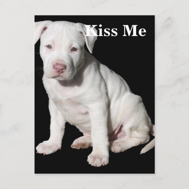 Baby White Pitbull Puppy Postkarte (Vorderseite)