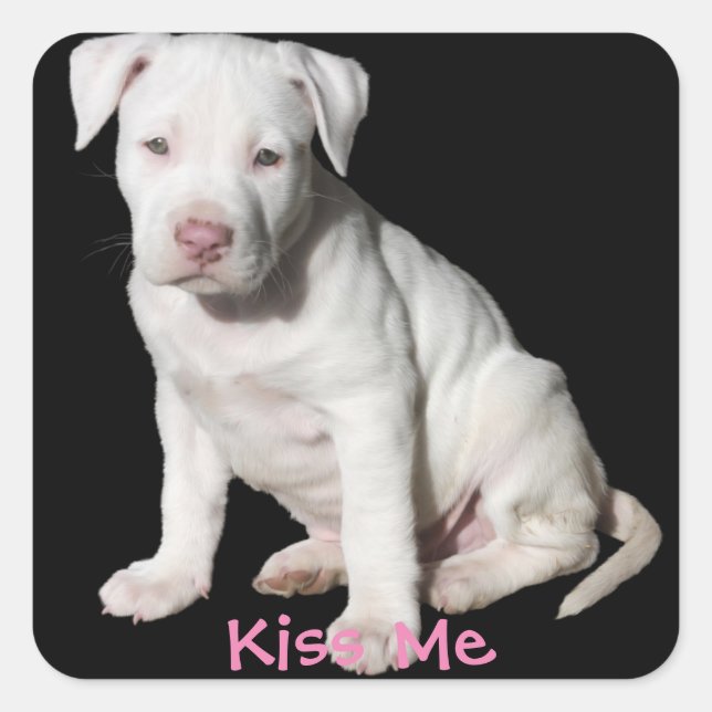 Baby White Pitbull Puppy Quadratischer Aufkleber (Vorderseite)
