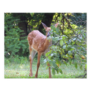 Baby White Tails Deer Fawn Fotodruck