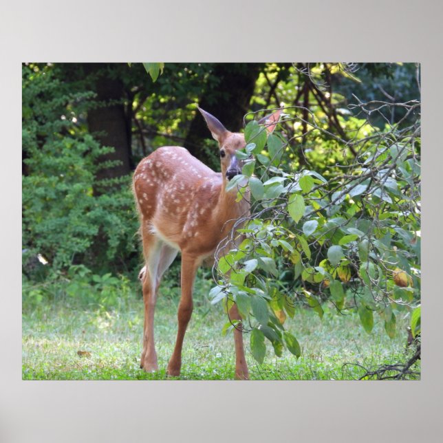 Baby White Tails Deer Fawn Poster (Vorne)