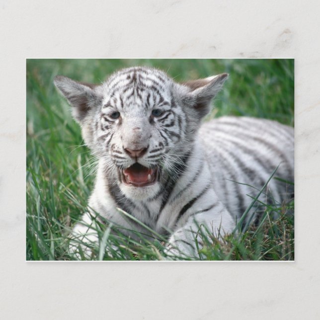 Baby White Tiger Postkarte (Vorderseite)