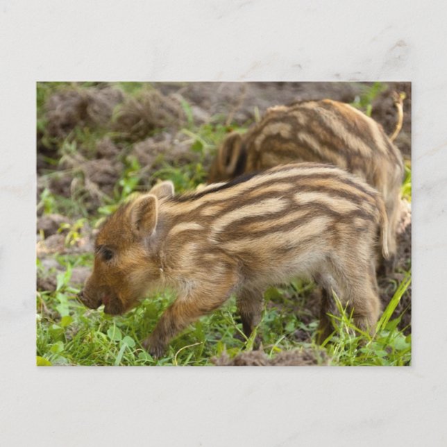 Baby Wild Boar Postkarte (Vorderseite)