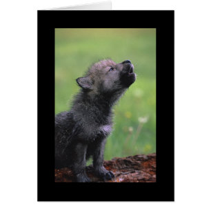 Baby-Wolf-Heulen