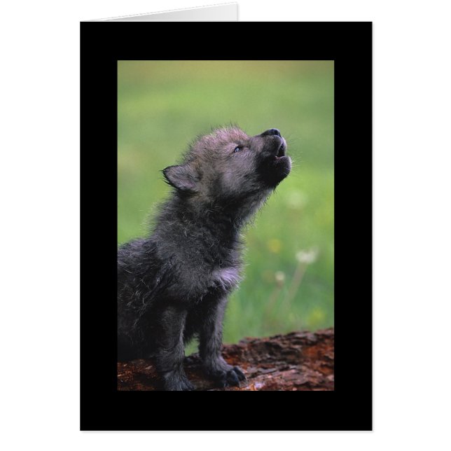 Baby Wolf Howls (Vorne)