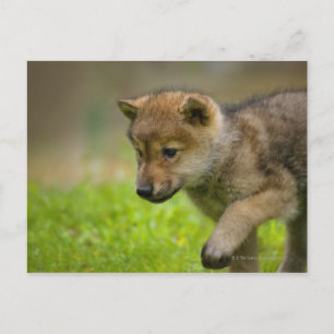 Baby Wolf Postkarte