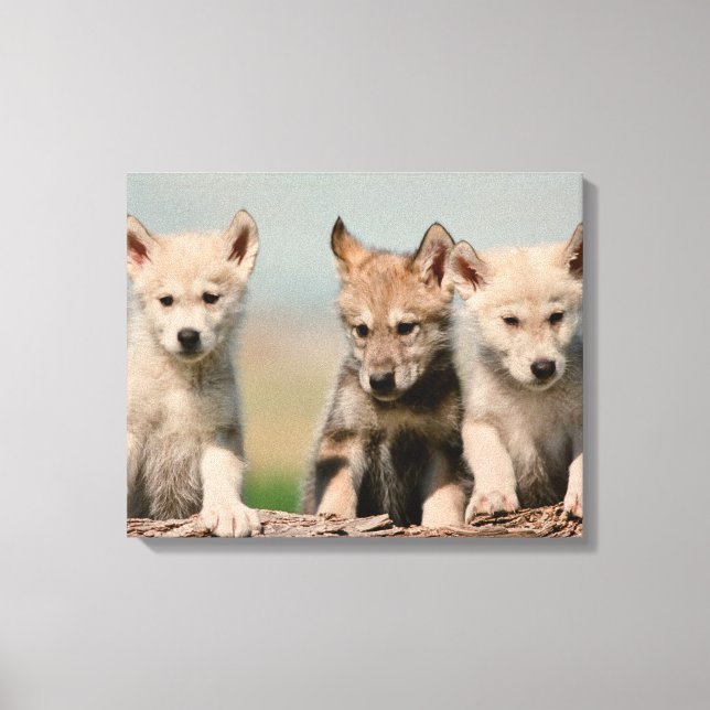 Baby Wolves Leinwanddruck (Vorderseite)
