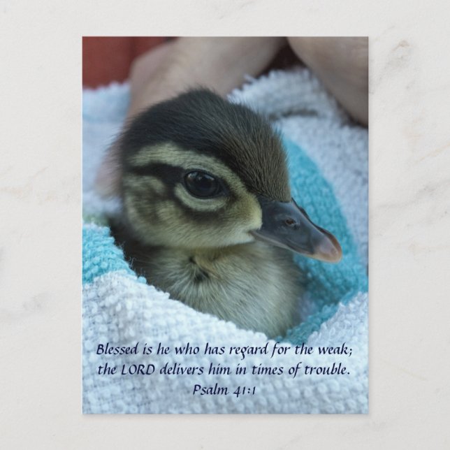 Baby Wood Duck Postkarte (Vorderseite)