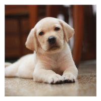 Baby Yellow Labrador Puppy Hund liegt auf Bauch