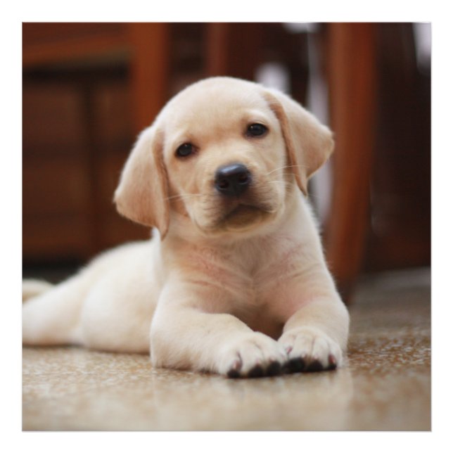 Baby Yellow Labrador Puppy Hund liegt auf Bauch Fotodruck (Vorne)