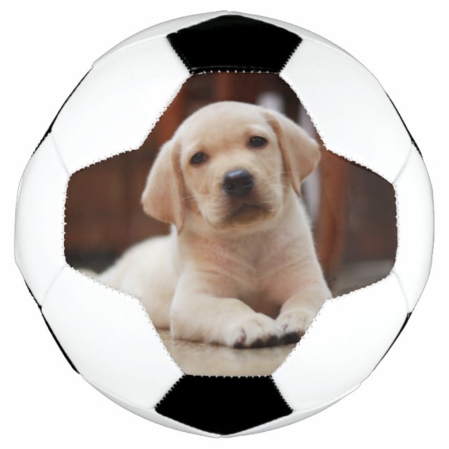 Baby Yellow Labrador Puppy Hund liegt auf Bauch Fußball (Vorderseite)