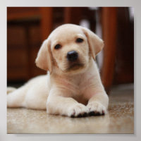 Baby Yellow Labrador Puppy Hund liegt auf Bauch