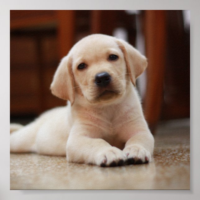Baby Yellow Labrador Puppy Hund liegt auf Bauch Poster (Vorne)