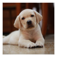 Baby Yellow Labrador Puppy Hund liegt auf Bauch