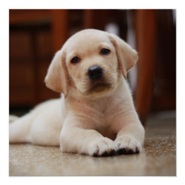 Baby Yellow Labrador Puppy Hund liegt auf Bauch Poster (Vorderseite)