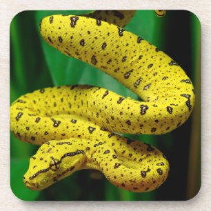 Baby Yellow Phase Green Tree Python Snake Getränkeuntersetzer