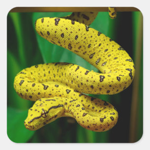Baby Yellow Phase Green Tree Python Snake Quadratischer Aufkleber