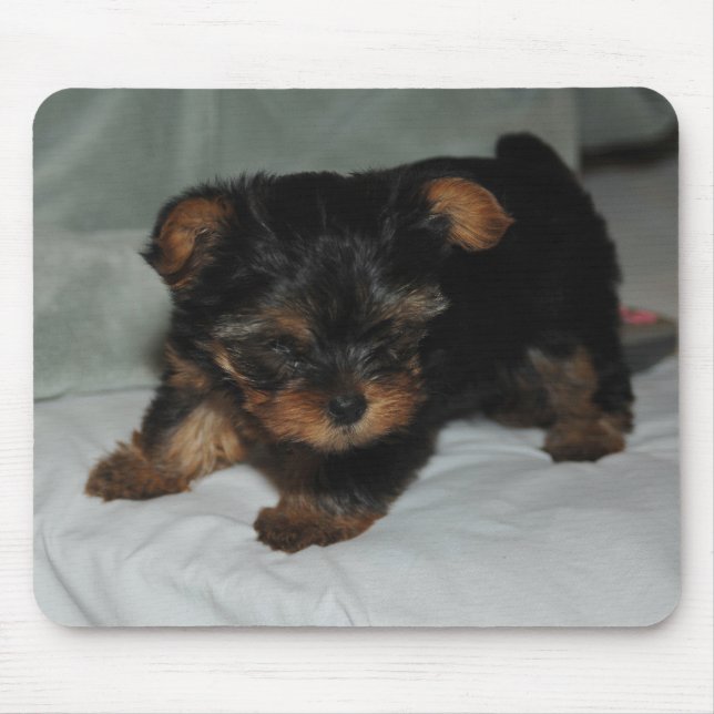 Baby yorkie mousepad (Vorne)