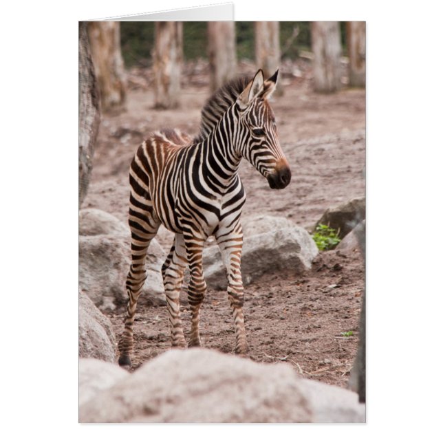 Baby zebra (Vorne)