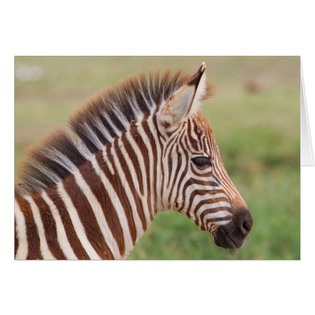 Baby zebra head, Tansania (Vorderseite (Horizontal))