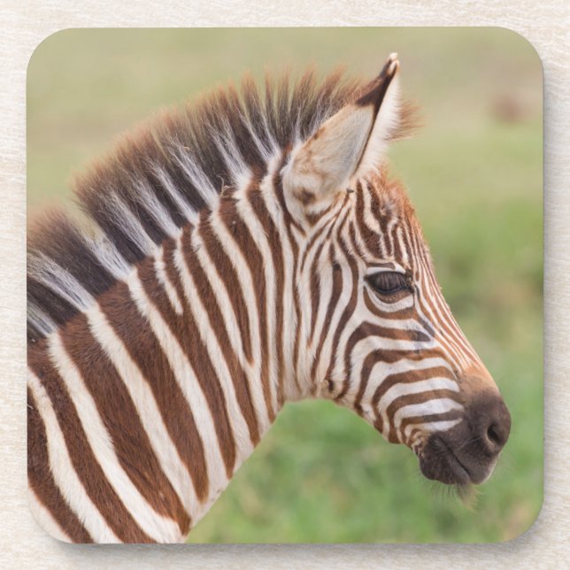 Baby zebra head, Tansania Getränkeuntersetzer (Vorderseite)
