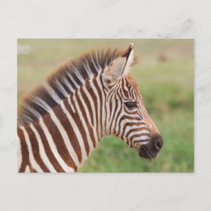 Baby zebra head, Tansania Postkarte