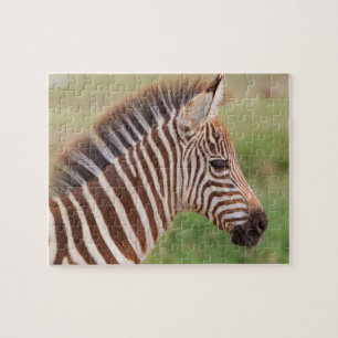Baby zebra head, Tansania Puzzle
