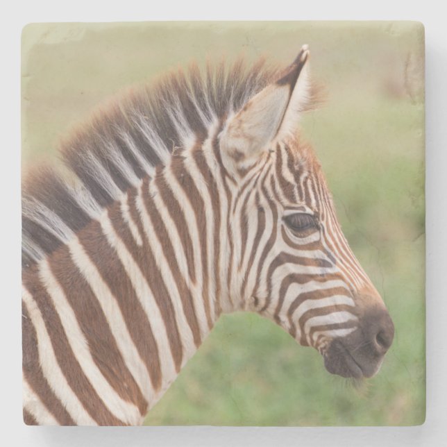Baby zebra head, Tansania Steinuntersetzer (Vorderseite)