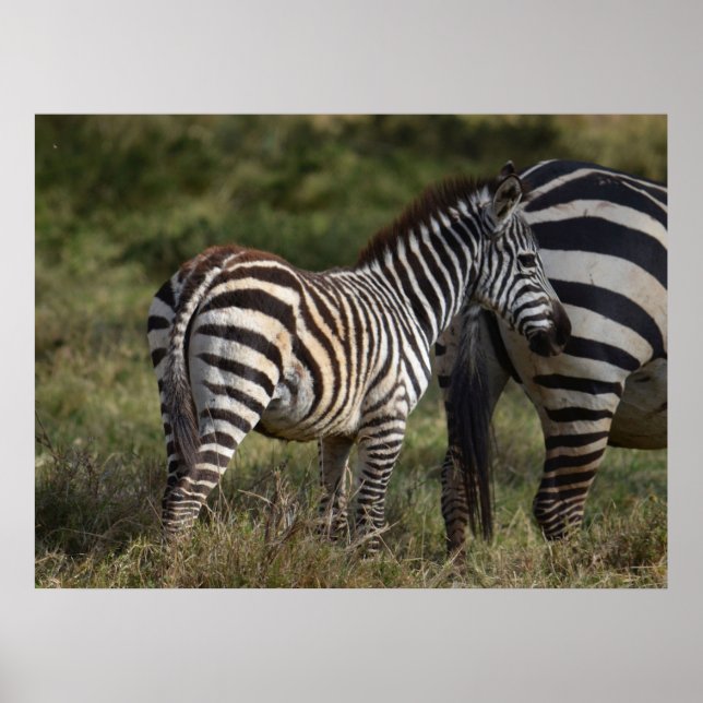 Baby Zebra in Afrika Poster (Vorne)