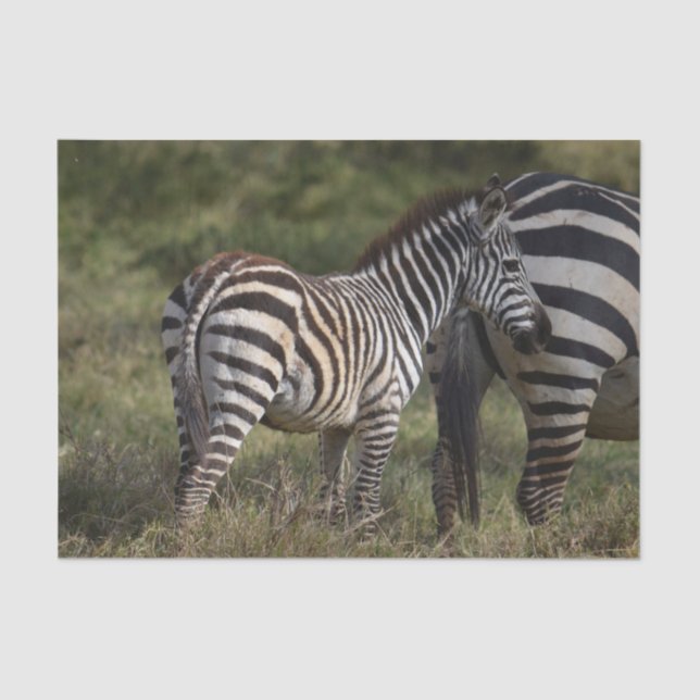 Baby Zebra in Afrika Seidenpapier (Vorderseite)