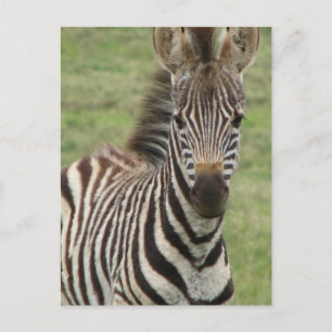 Baby Zebra Postcard Postkarte