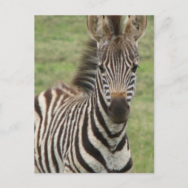 Baby Zebra Postcard Postkarte (Vorderseite)