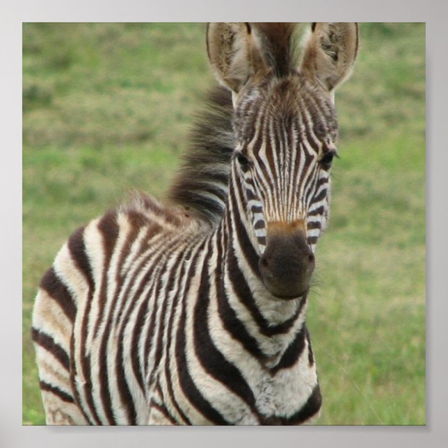 Baby Zebra Poster Print (Vorne)