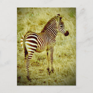 Baby Zebra Postkarte