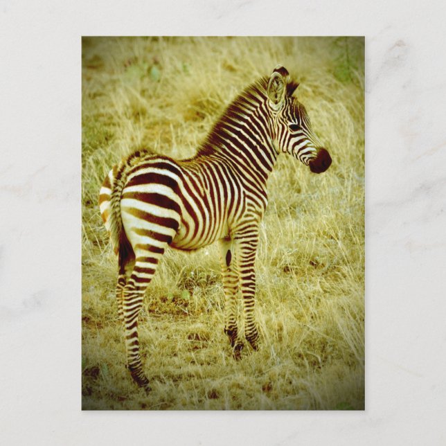 Baby Zebra Postkarte (Vorderseite)