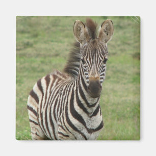 Baby Zebra Square Magnet