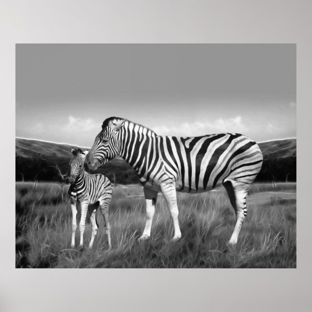 Baby Zebra und Mama Poster (Vorne)