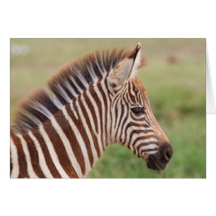 Baby-Zebrakopf, Tansania