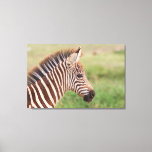 Baby-Zebrakopf, Tansania Leinwanddruck