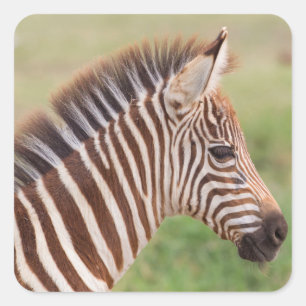 Baby-Zebrakopf, Tansania Quadratischer Aufkleber