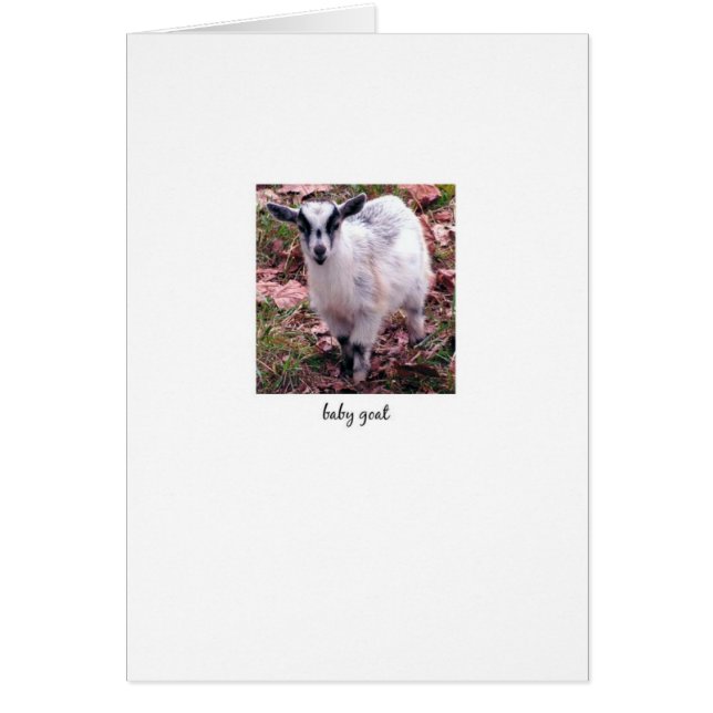 Baby-Ziege (Vorne)