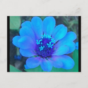 Baby Zinnia in Blue Postcard Postkarte