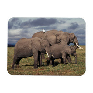 Babyafrikanischer Elefant mit Familie Magnet