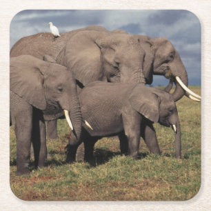 Babyafrikanischer Elefant mit Familie Rechteckiger Pappuntersetzer