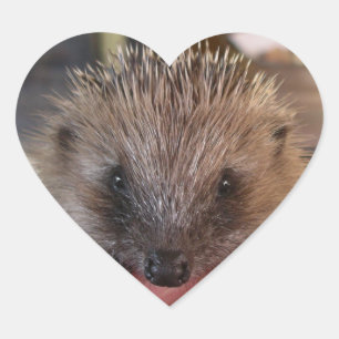 Babyaufkleber für Igel Herz-Aufkleber