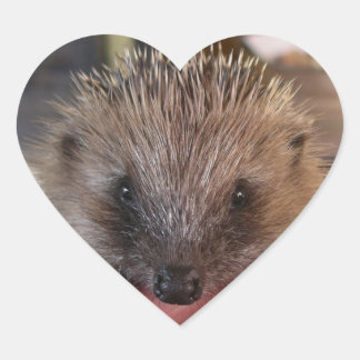 Babyaufkleber für Igel Herz-Aufkleber