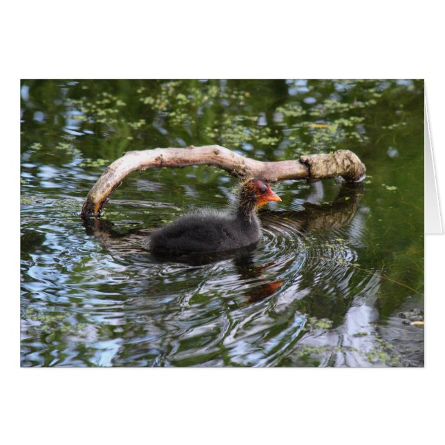 Babybett (Vorderseite (Horizontal))