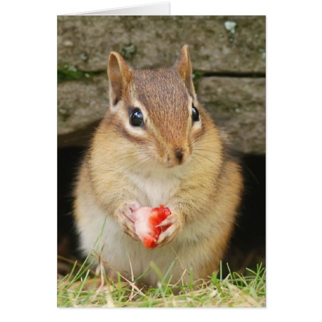 Babychipmunk mit Erdbeere (Vorne)