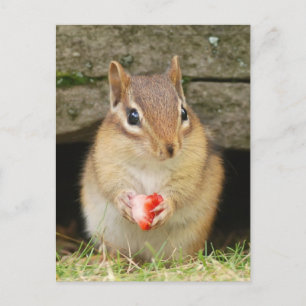 Babychipmunk mit Erdbeere Postkarte