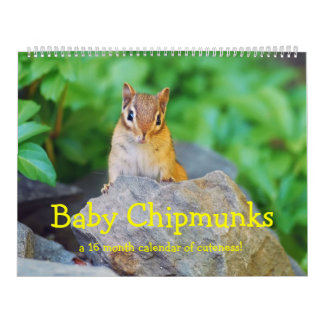 BabyChipmunks 2016/2017 (16-monatiger Kalender) Kalender