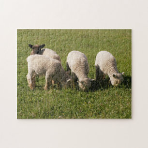 Babydoll Southdown Lambs Puzzle